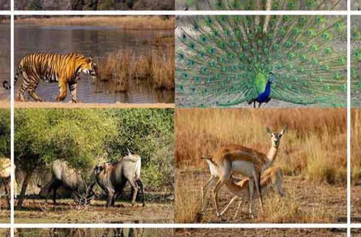 The 180 million year old life is settled in Jaisalmer's Desert National Park, will win a panoramic view in this 3 -minute video