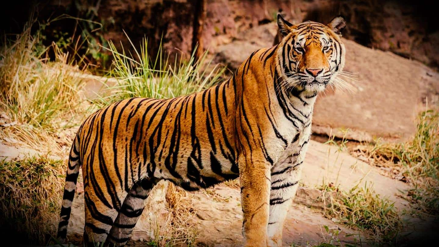 The best tiger reserves in India that you must know about