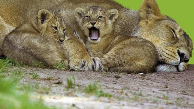 Gujarat's Barda Wildlife Sanctuary is the new translocation site for Asiatic lions. Environment News - Business Standard