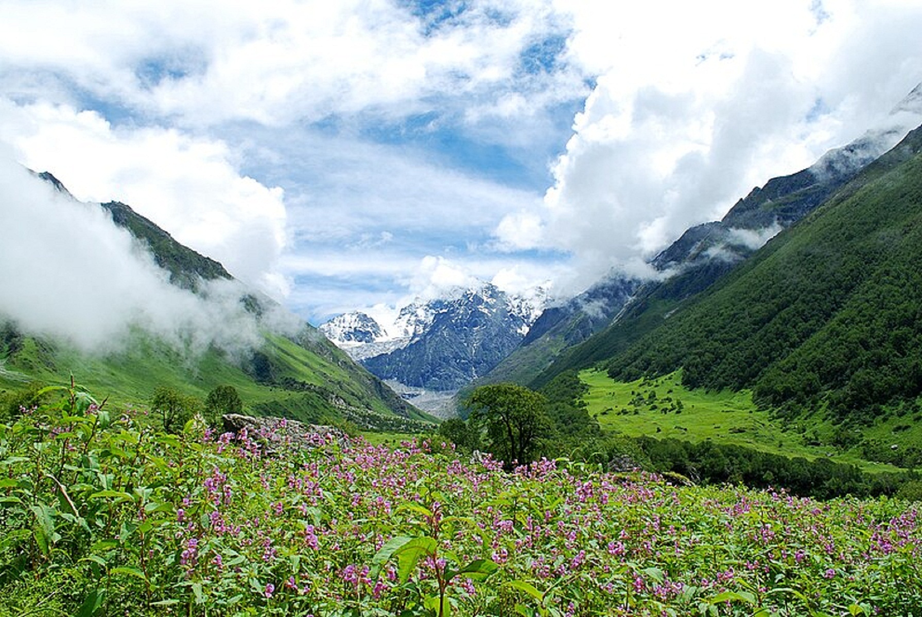 Valley of Flowers: Tourists will be able to visit Valley of Flowers from June 1