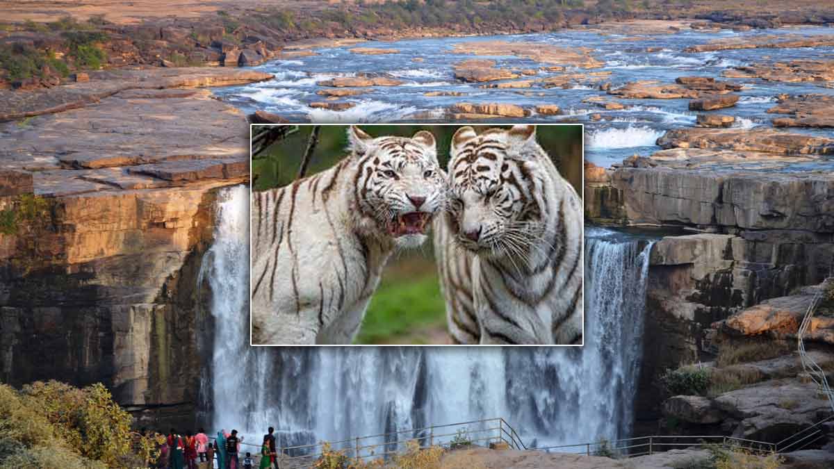 Madhya Pradesh Travel: If you want to see the White Tiger, then reach this wonderful place in Madhya Pradesh during monsoon. best places to visit in rewa madhya pradesh HerZindagi