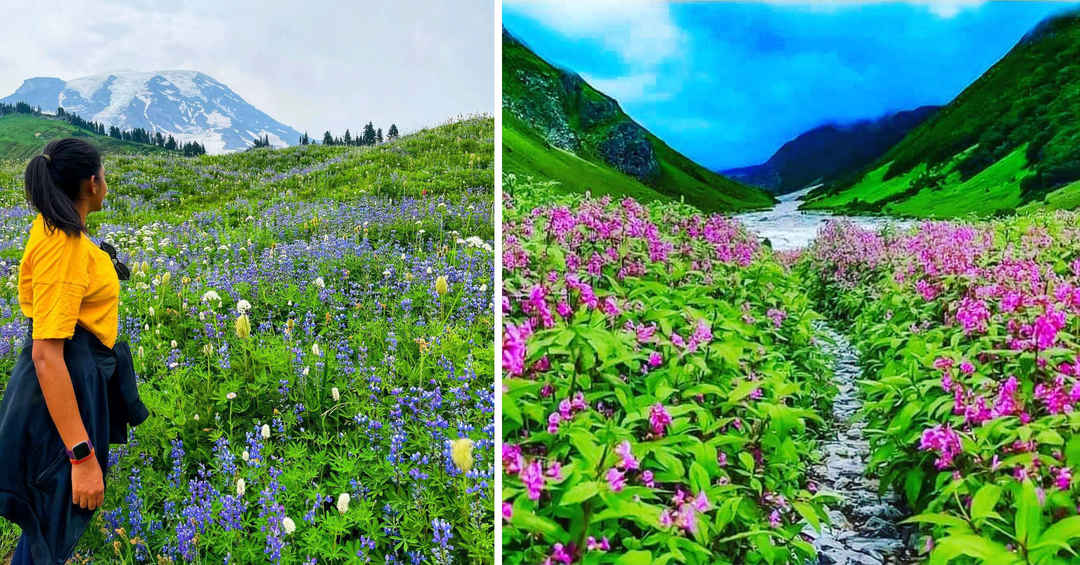 Why go to Uttarakhand when you can get panoramic views of the Valley of Flowers in Maharashtra itself - Tripoto