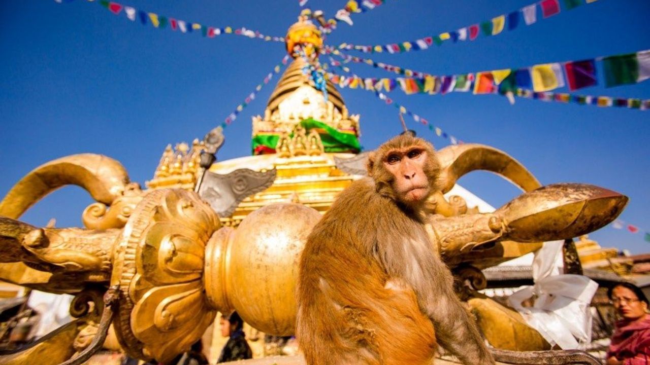 A sacred monkey temple in Nepal capital Kathmandu 
