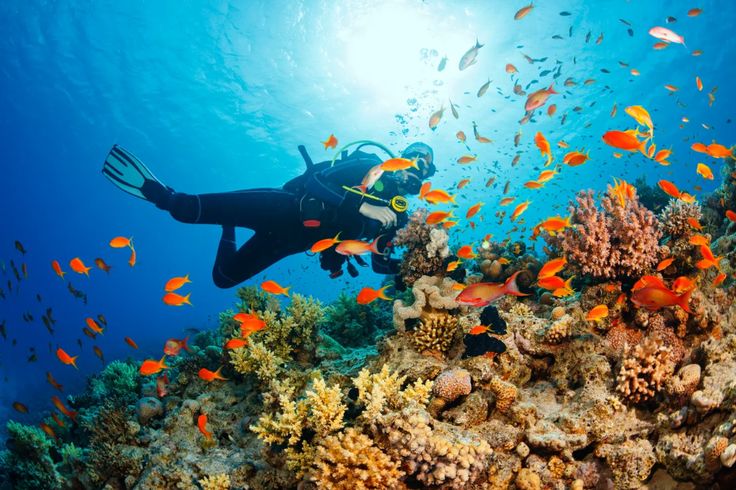 This may contain: a scuba diver swims over a coral reef with school of small orange and yellow fish