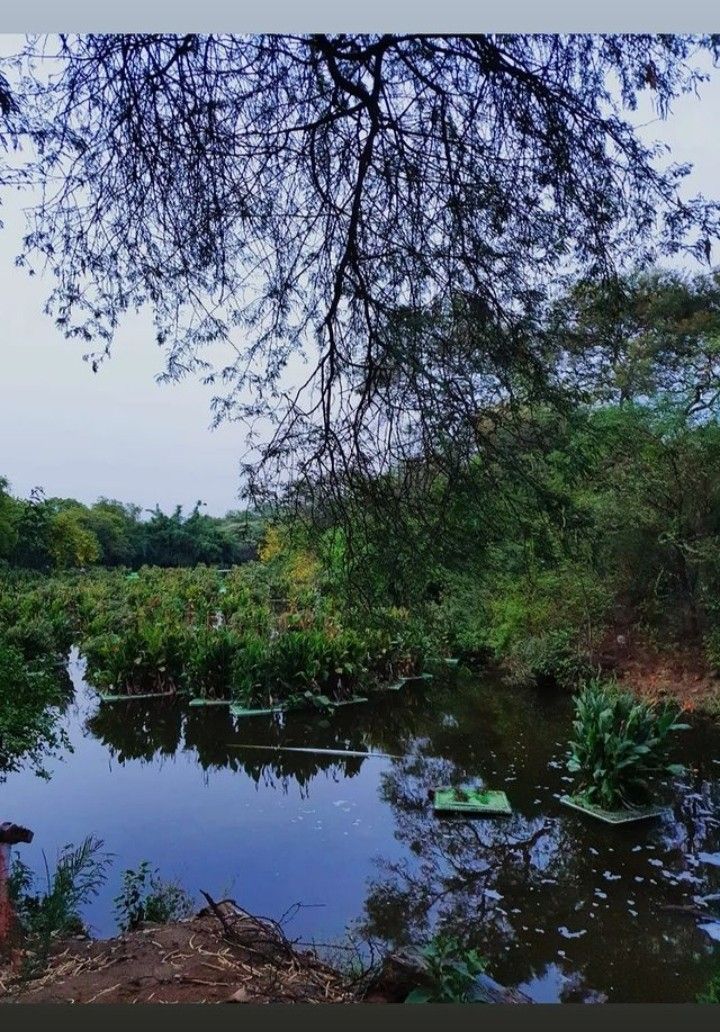 This may contain: there is a small body of water in the woods