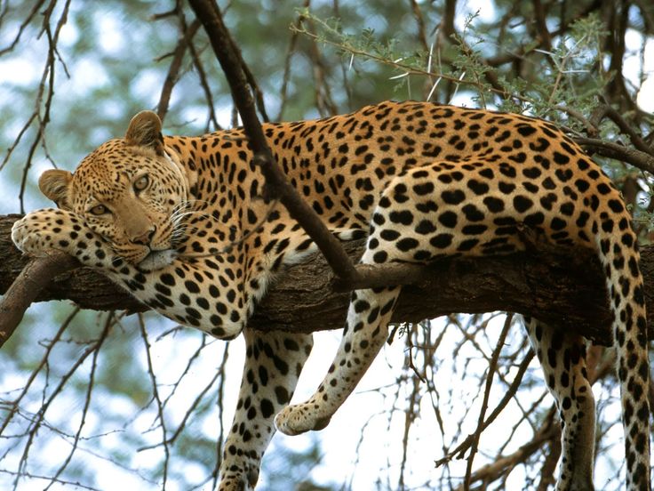 This may contain: a large leopard laying on top of a tree branch