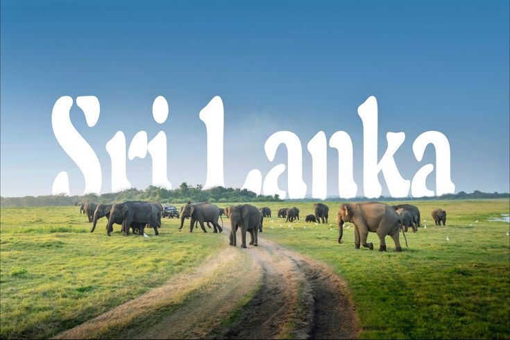 This may contain: there are many elephants walking in the grass near a dirt road that says sri lanka