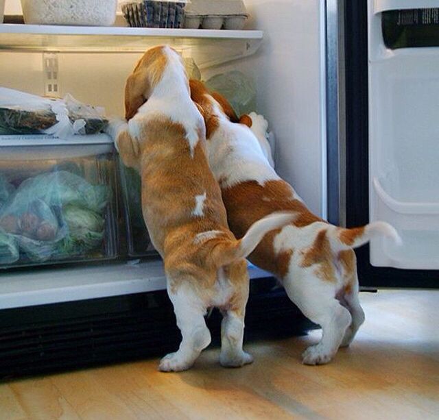 This may contain: two dogs are looking into an open refrigerator