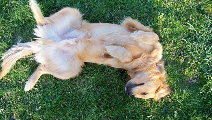 This may contain: a dog rolling around in the grass on it's back with its paws up