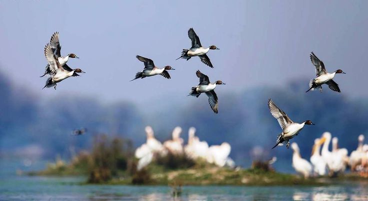 This may contain: a flock of birds flying over a body of water