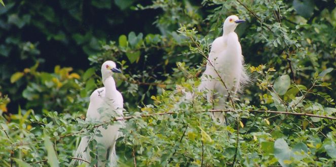 This may contain: two white birds perched on top of trees