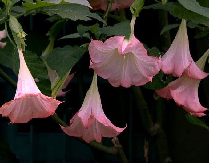This may contain: several pink flowers blooming on a tree branch