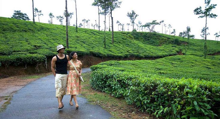 This may contain: two people walking down a path in the middle of a tea estate