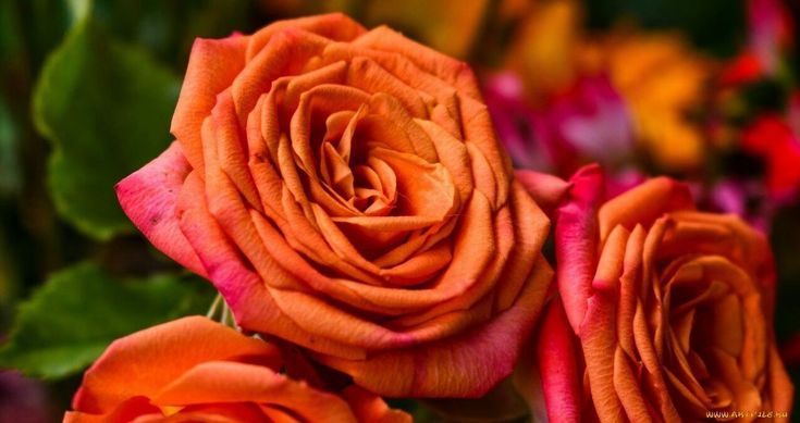 This may contain: three orange roses with green leaves and pink flowers in the background, close up view