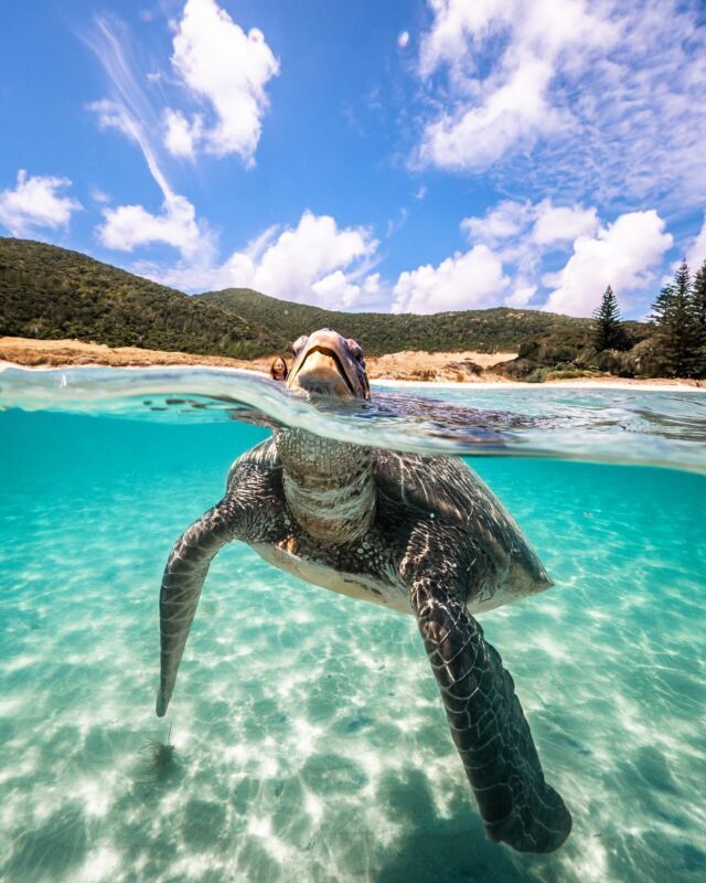 This may contain: a turtle swimming in the ocean with its head above the water's surface as it swims towards the camera
