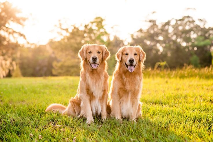 This may contain: two golden retrievers are sitting in the grass