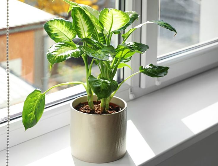 This may contain: a potted plant sitting on top of a window sill