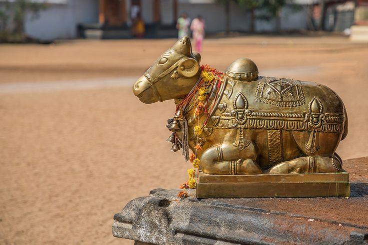 This may contain: a golden cow statue sitting on top of a wooden bench in the middle of a dirt field