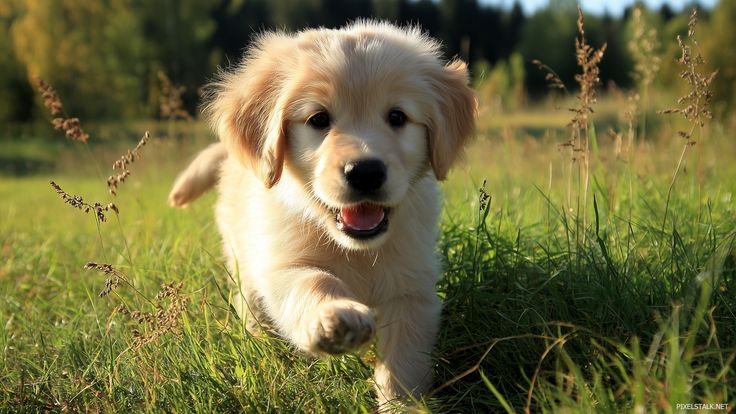 This contains: Cute puppy hd images featuring a fluffy golden retriever playing in a sunlit meadow.