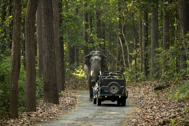 This contains: Complete travel guide for Jim Corbett National Park to help your stay, tiger safari and experience better.