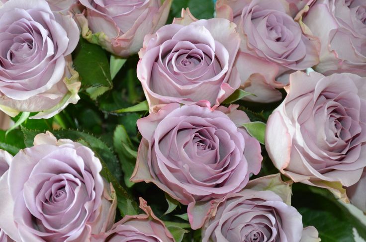 This may contain: a bunch of pink roses with green leaves in the middle and purple petals on top