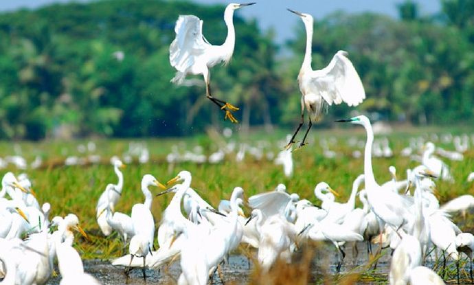 This may contain: many white birds are standing in the water and one bird is flying over it's head
