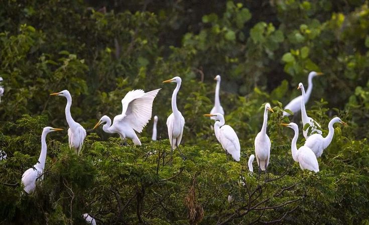 This may contain: a group of white birds standing on top of a lush green forest