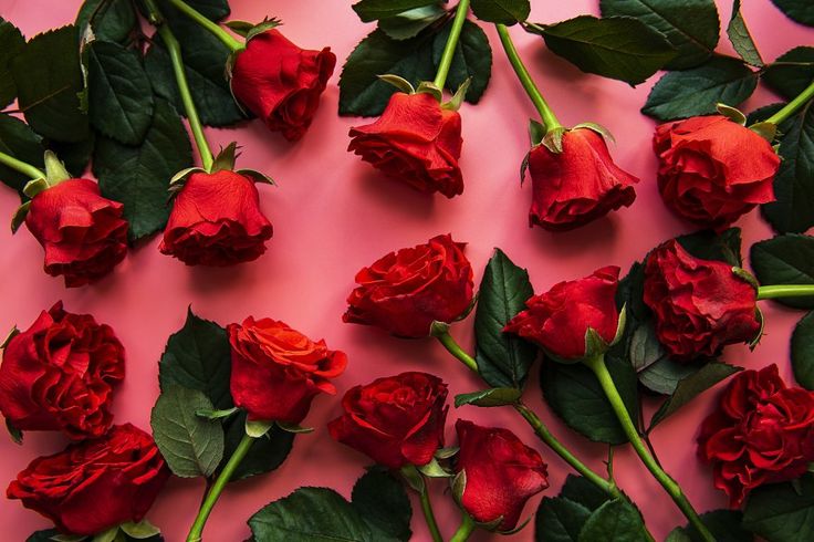This may contain: red roses laid out on a pink surface