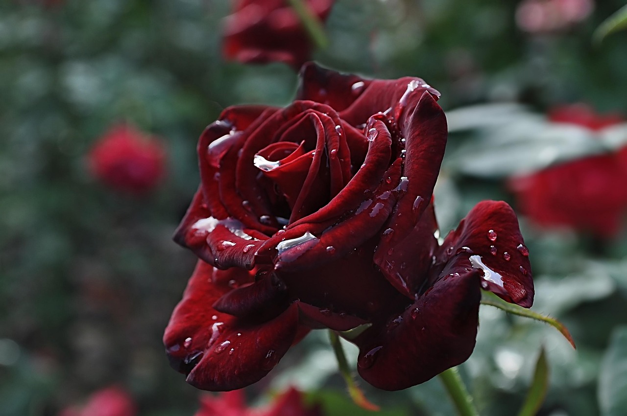Rose Dew Burgundy - Free photo on Pixabay