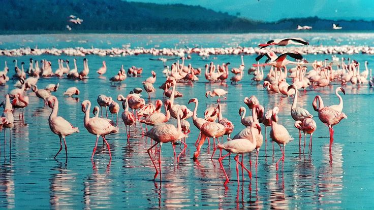 This may contain: a large group of flamingos are standing in the water