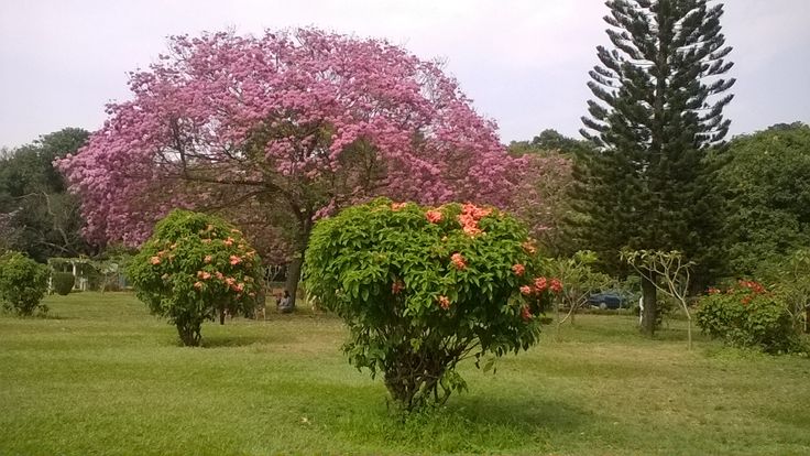 This may contain: pink flowers are blooming in the middle of a park area with green grass and trees