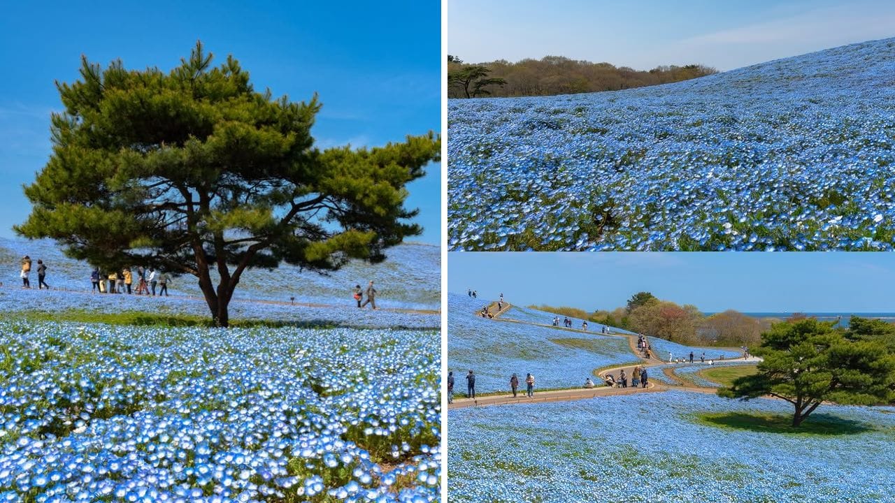 Hitachi Seaside Park, 5.3 million blue flowers, Hitachi Seaside Park best time, Hitachi Seaside Park ticket price, things to do at Hitachi Seaside Park, Japan spring travel, Hitachi Seaside Park travel guide, Ibaraki flower park, tourist attractions around Tokyo, Miharashi Hill flowers