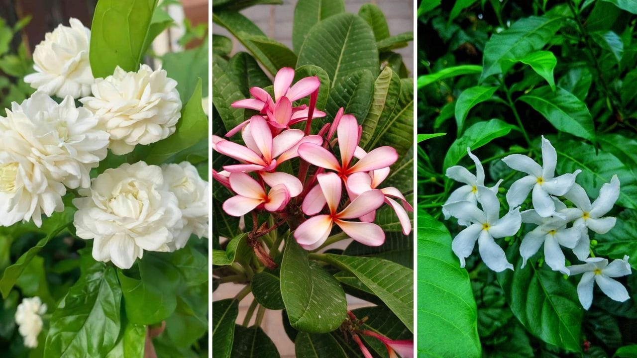 fragrant plants for home, aromatic flowering plants, mogra plant, raat rani plant, best fragrant flowers India, home garden plants, home gardening